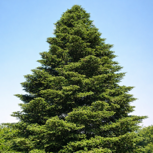 Jedľa kórejská (Abies koreana) - výška 80-100 cm, kont. C12L